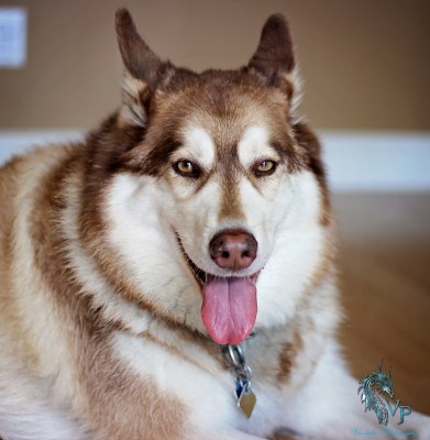 Meisha Photo Credit Vandala Photography