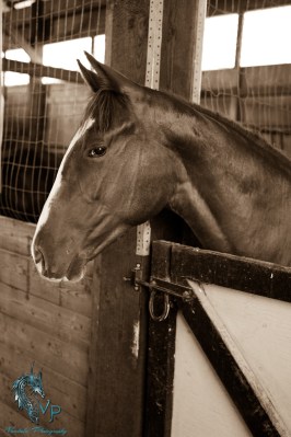 Cowboy at Stride Away Thoroughbreds