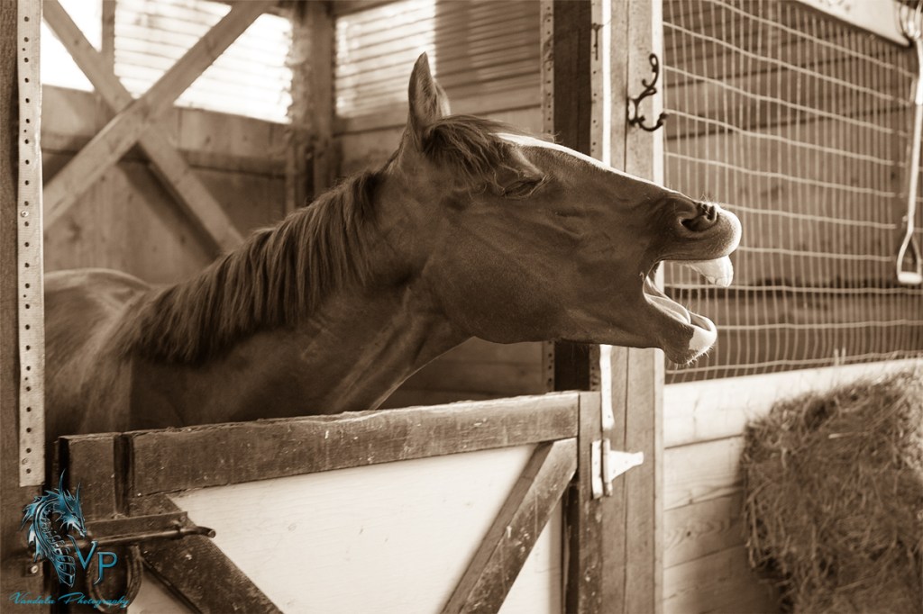 PERSONAL TIME – A Day with the&nbsp;Horses