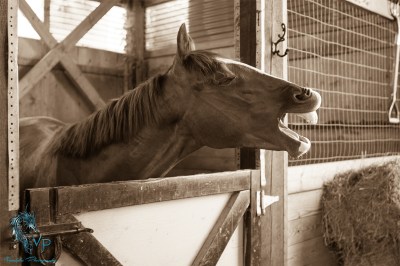 Cowboy being Coyboy - copyright vandala-photograpy