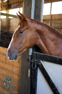Cowboy being Coyboy - copyright vandala-photograpy