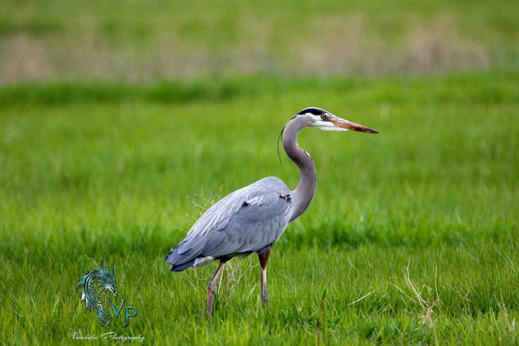 Blue Heron in The&nbsp;City